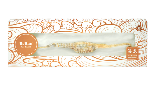 New Zealand Wild Sea Dragon | 新西兰野生海龙 - 中号 （20.1-30g）