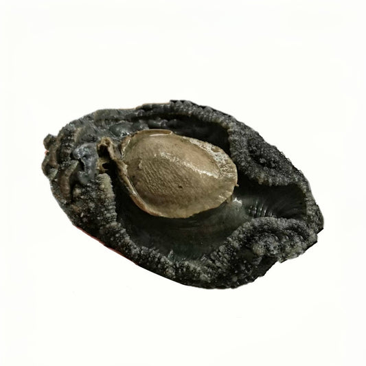 Ready to Cook Wild Black Gold Abalone | 即煮野生黑金鲍 - 中号110克